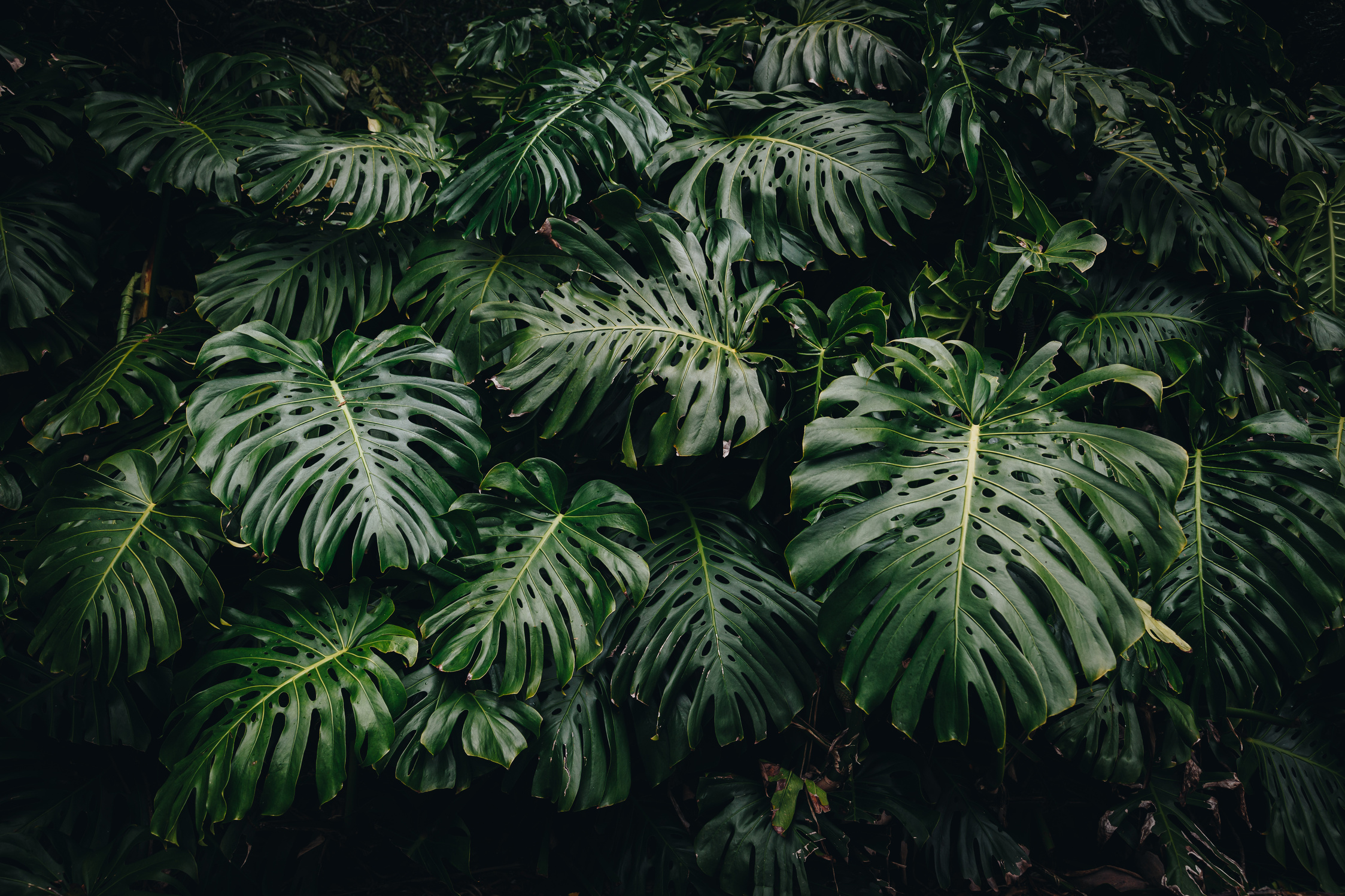 Full Shot of Lush Monstera Leaves